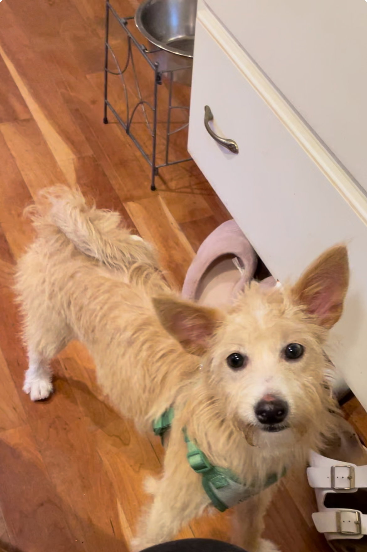 Dog for Adoption Cora, a Wirehaired Fox Terrier in Elyria, OH Alpha Paw