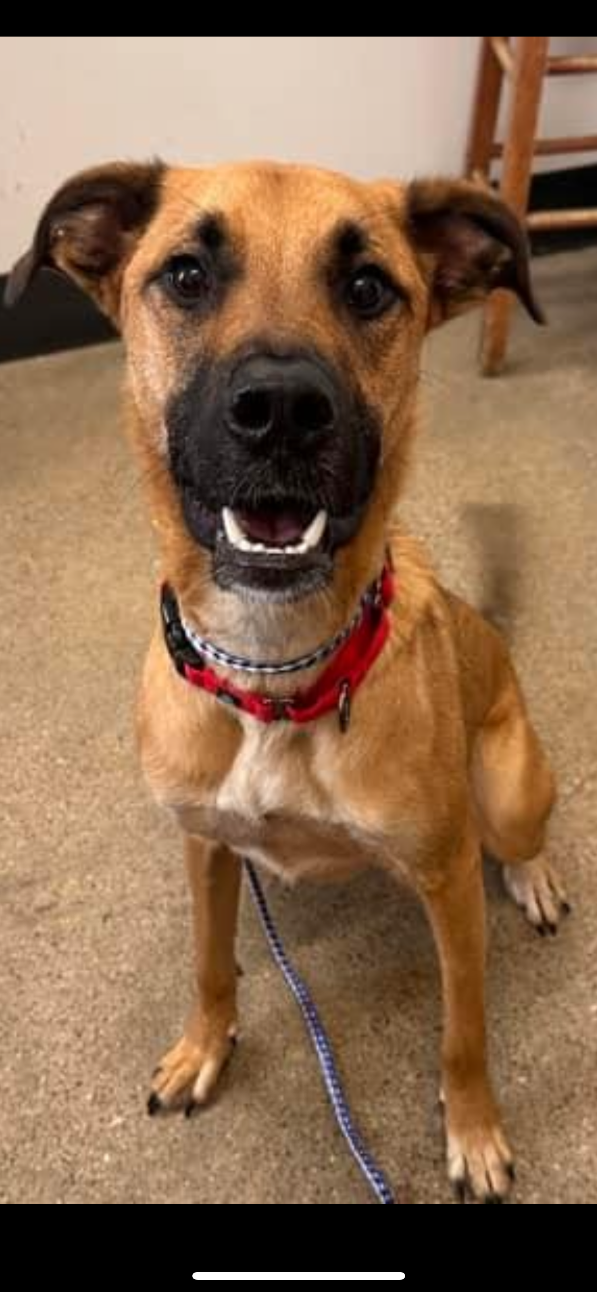 adoptable Dog in Hartville, OH named Gus