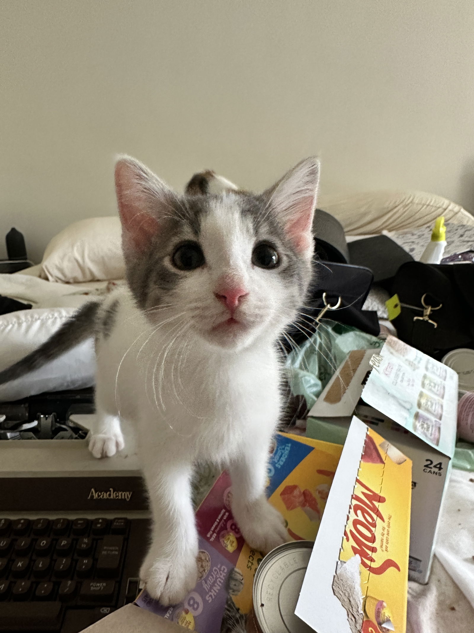 adoptable Cat in Hartville, OH named Mellow