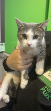 adoptable Cat in , OH named Miss Lady