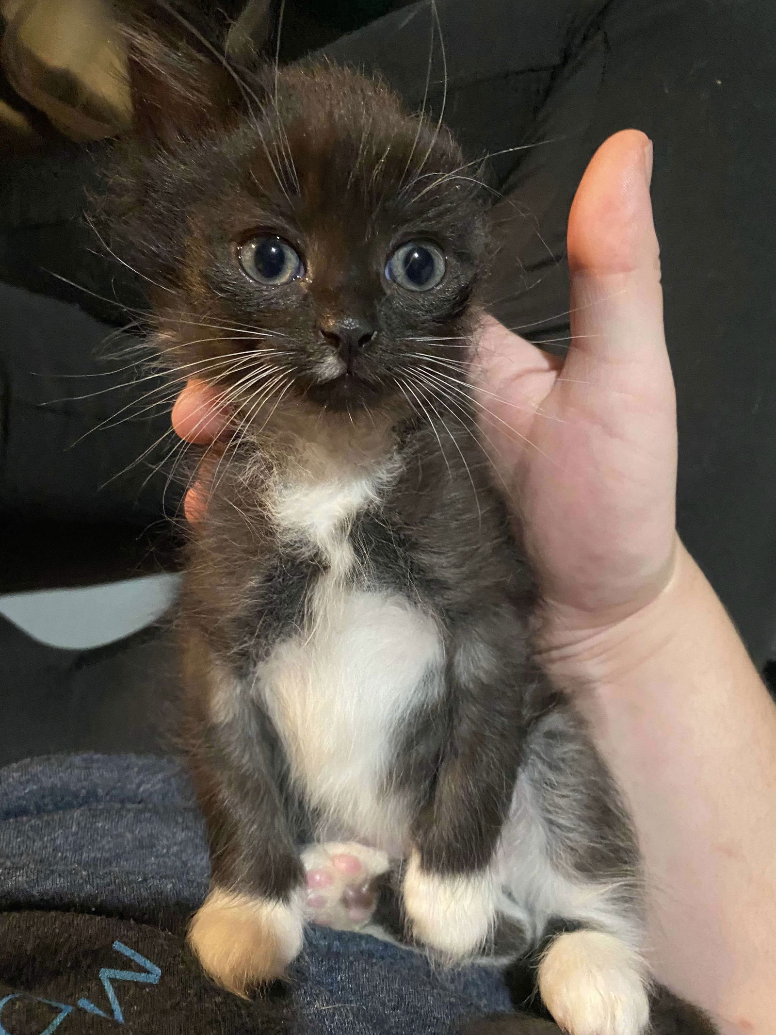 adoptable Cat in Cuyahoga Falls, OH named Samantha