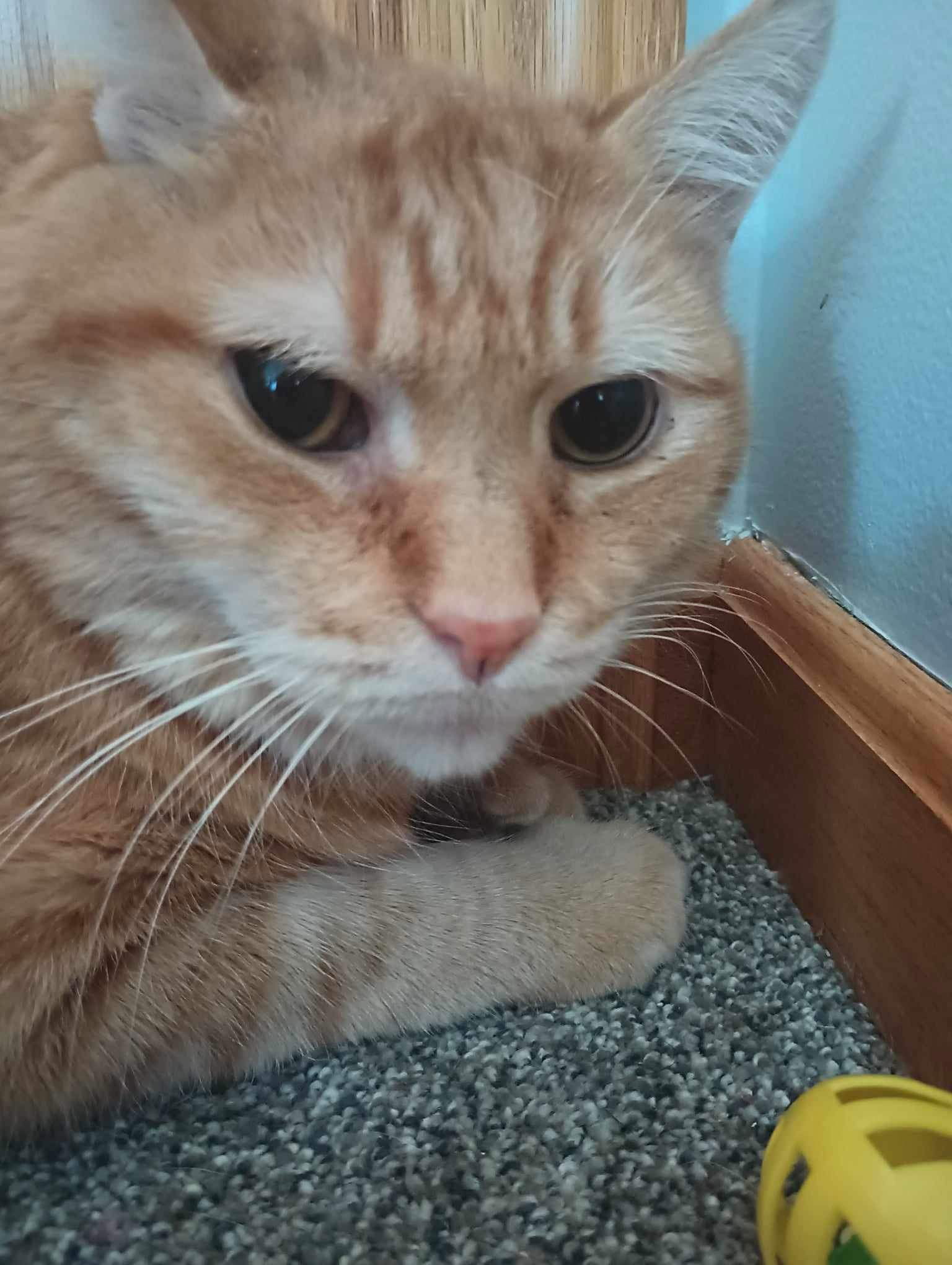 adoptable Cat in Cuyahoga Falls, OH named Hubert