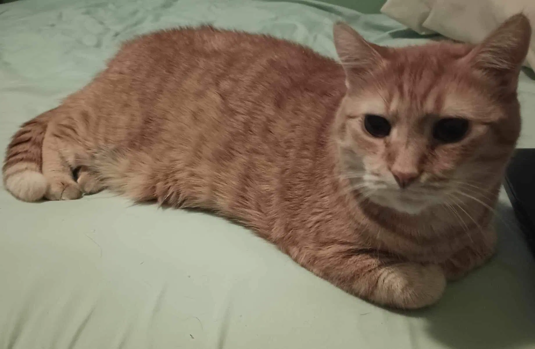 Hubert - Domestic Short Hair