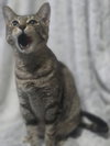Sasha-The Fierce One - Photo 3