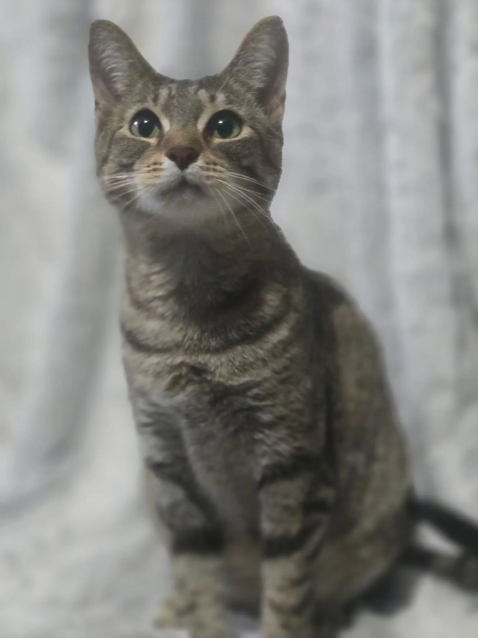 Fifi Larue - Tabby