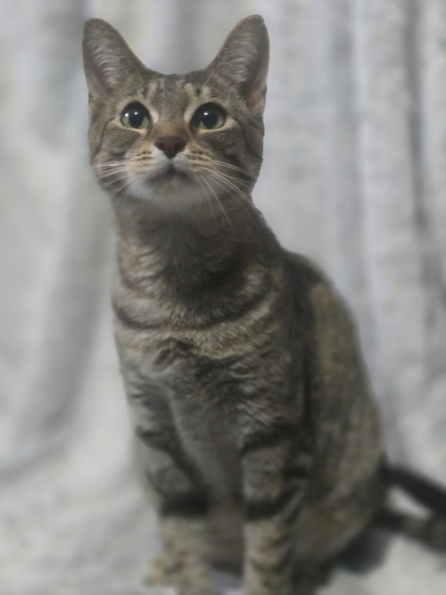 SASHA-THE FIERCE ONE - Tabby available for adoption