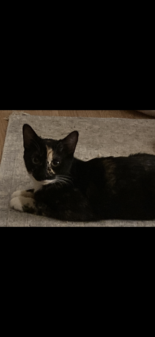 Amber, an adoptable Tortoiseshell in Cuyahoga Falls , OH