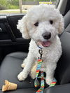 adoptable Dog in  named Bubby
