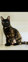 adoptable Cat in  named Portia