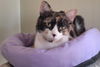 adoptable Cat in  named Prego