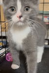 adoptable Cat in , OH named Bubbles