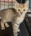 adoptable Cat in Cuyahoga Falls, OH named Pickles