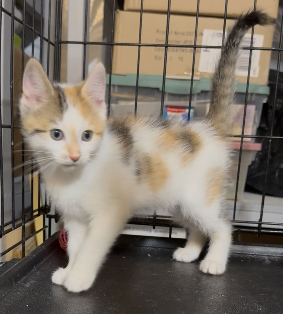adoptable Cat in Cuyahoga Falls, OH named Butters