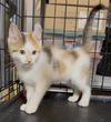 adoptable Cat in , OH named Butters