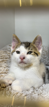 adoptable Cat in  named Noodles