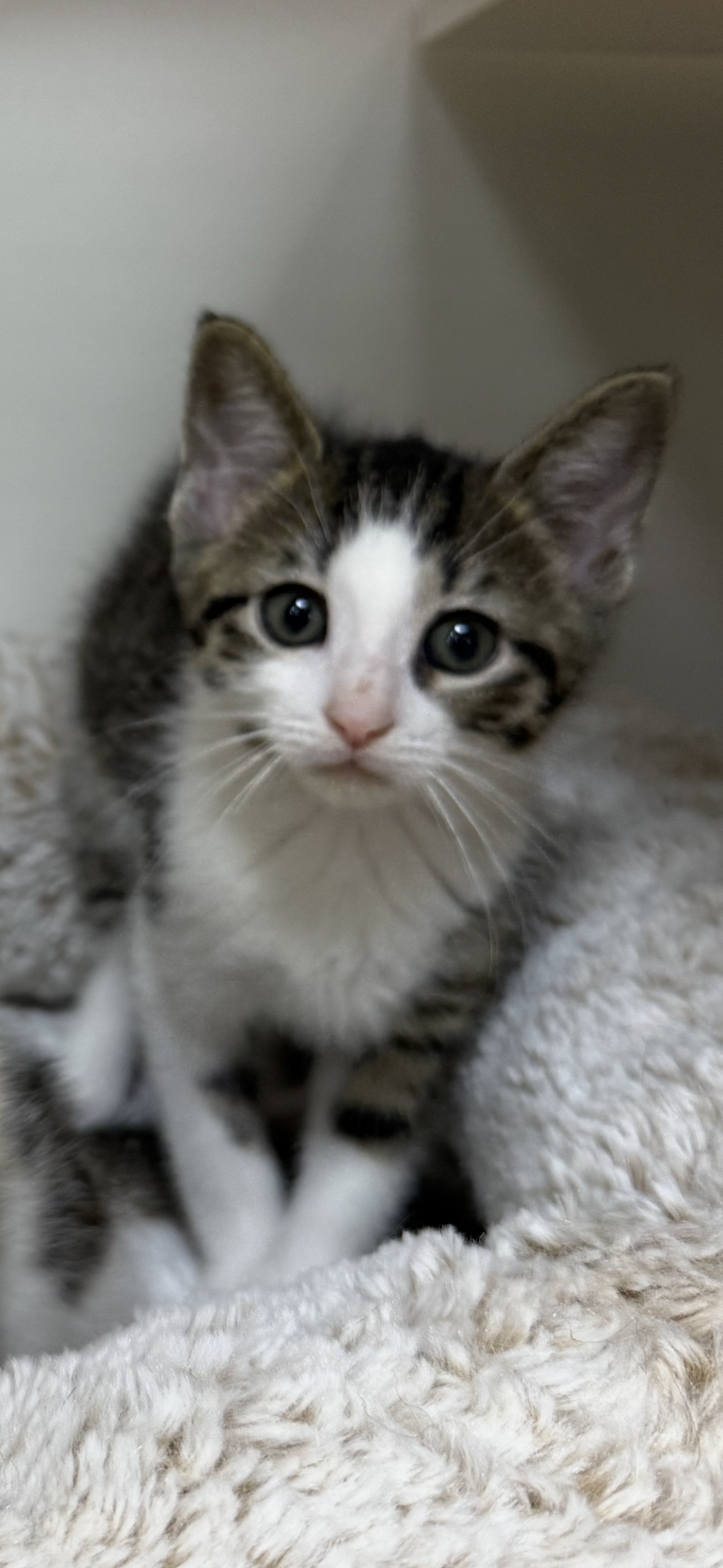 adoptable Cat in Hartville, OH named Waffles