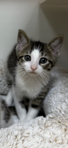 adoptable Cat in , OH named Waffles