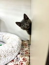 adoptable Cat in , OH named Pablo