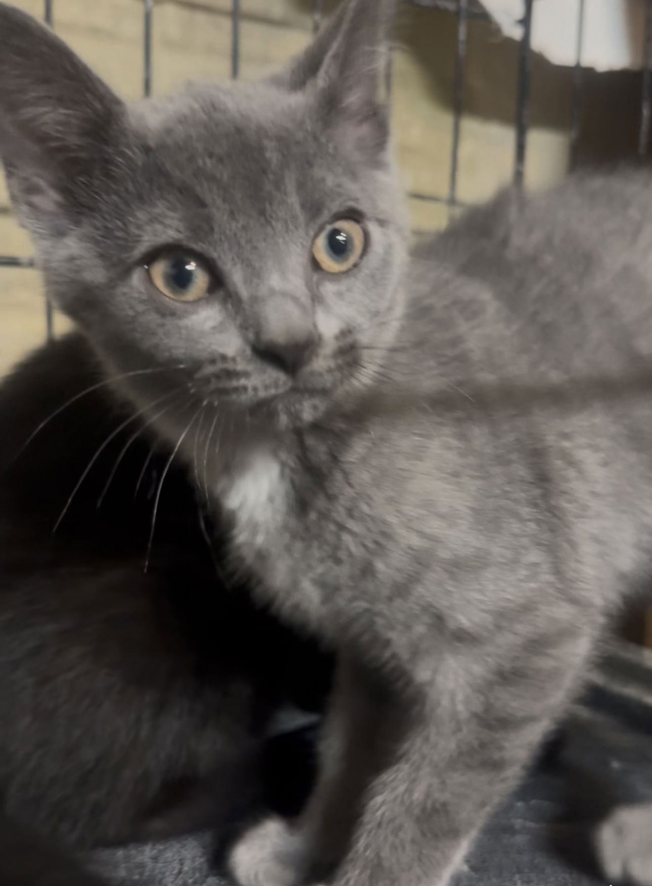 adoptable Cat in Cuyahoga Falls, OH named Snail