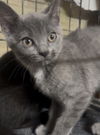 adoptable Cat in , OH named Snail