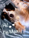 adoptable Dog in  named Max
