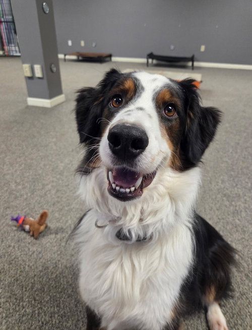 MAX - Australian Shepherd available for adoption