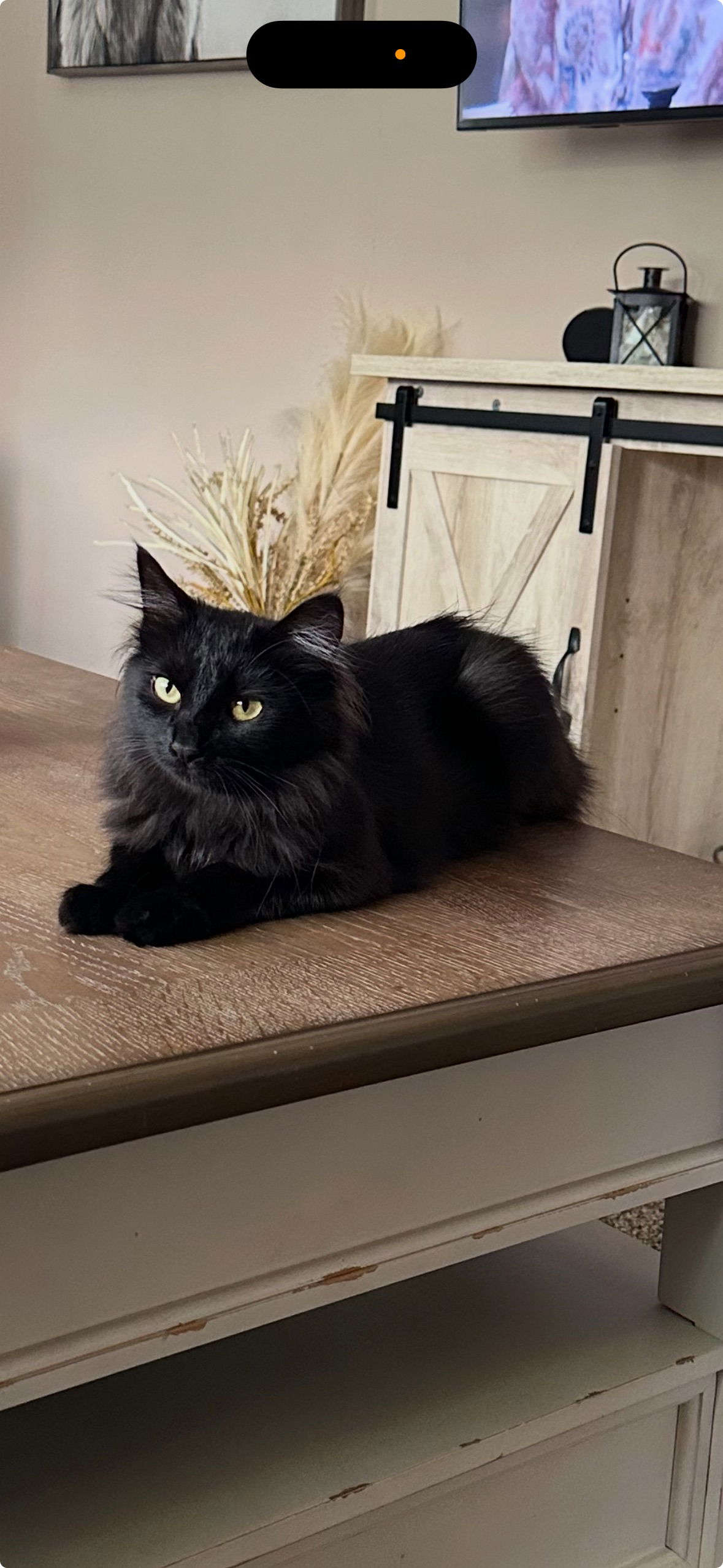 adoptable Cat in Canton, OH named Aurora