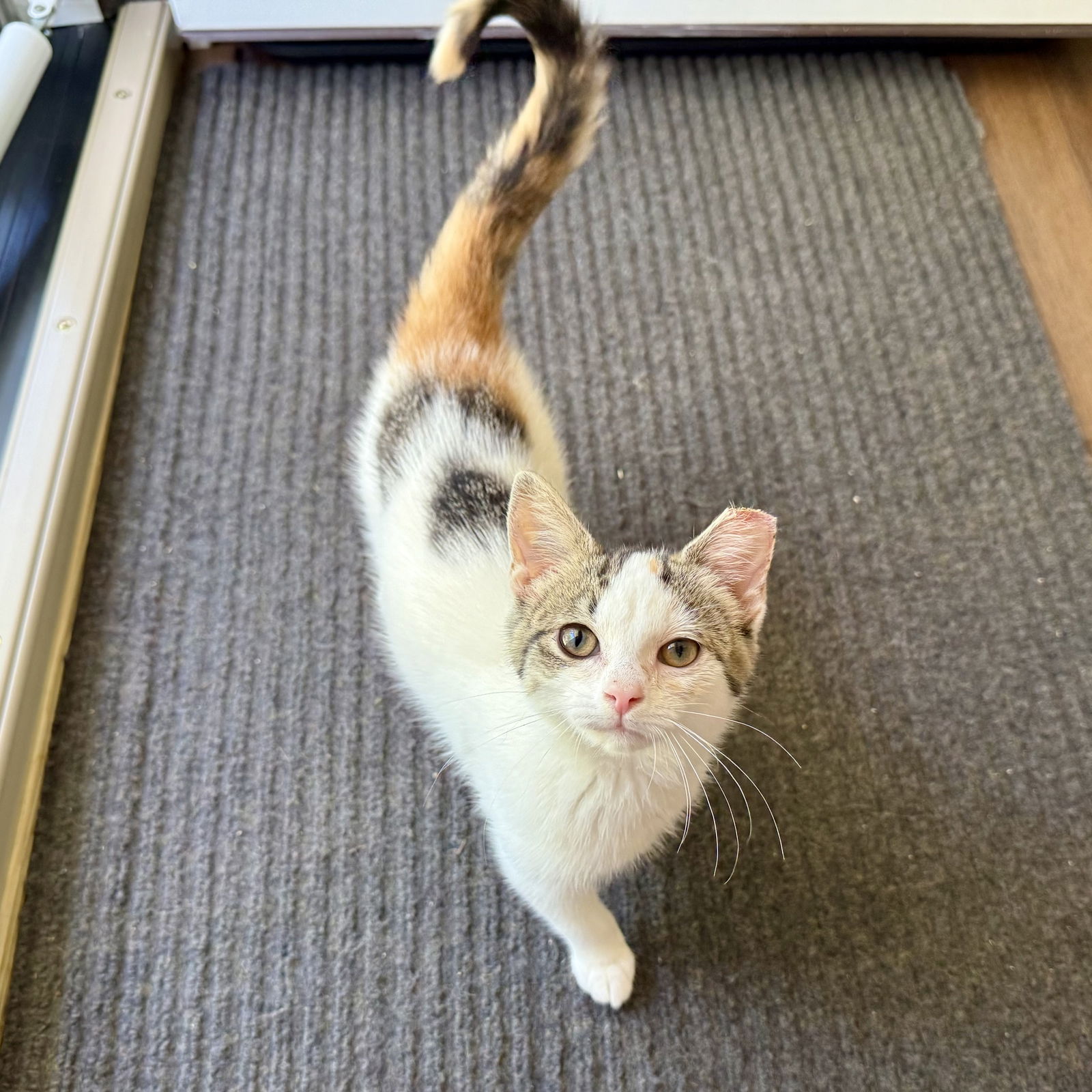 adoptable Cat in Cuyahoga Falls, OH named Cinnamon