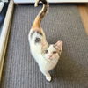 adoptable Cat in  named Cinnamon