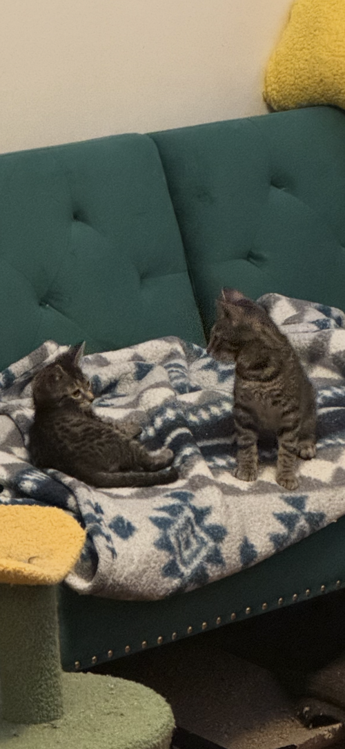 JUNE - Domestic Short Hair available for adoption