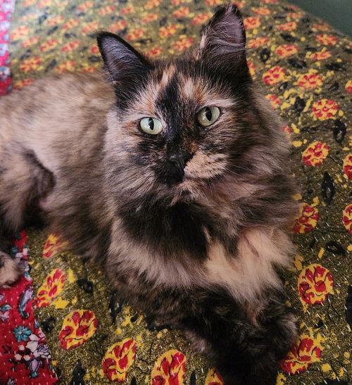 MUMMY - Tortoiseshell available for adoption