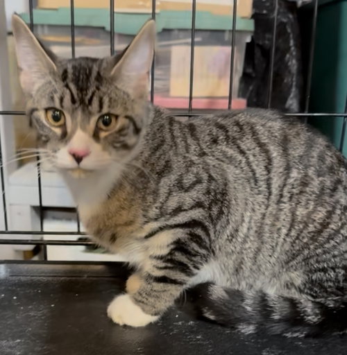 GOBLIN - Tabby available for adoption