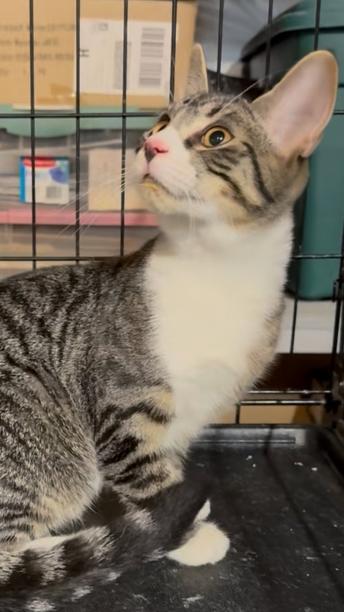 GOBLIN - Tabby available for adoption