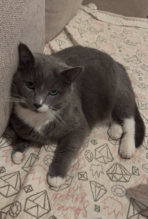 Kringle, an adoptable Russian Blue in Cuyahoga Falls , OH