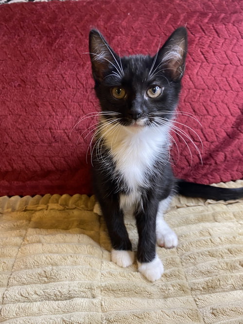 NYXIE - Tuxedo available for adoption