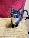 Nyxie - Photo 2