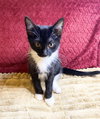 Nyxie - Photo 3