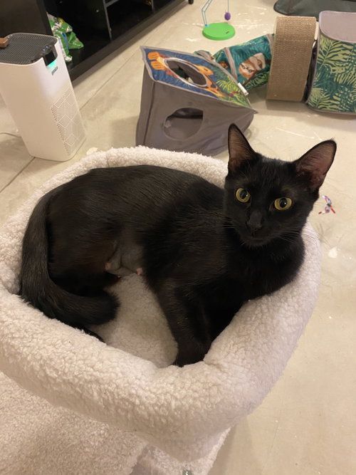 JOSIE - Domestic Short Hair available for adoption