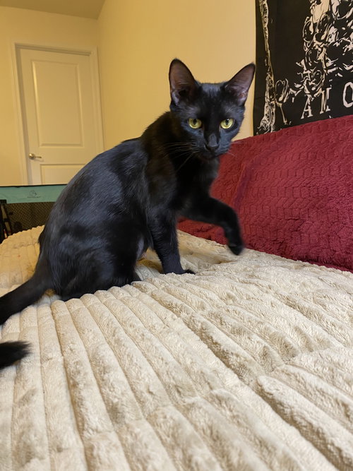 JOSIE - Domestic Short Hair available for adoption