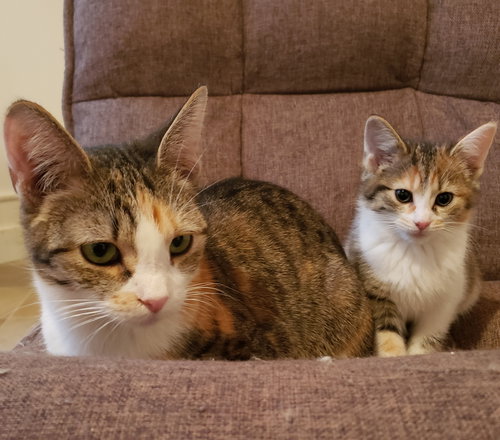 SAGE - Domestic Short Hair / Calico available for adoption
