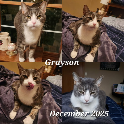 picture of the cat needing adoption