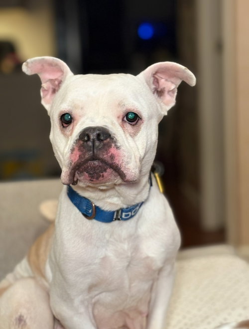 picture of the dog needing adoption