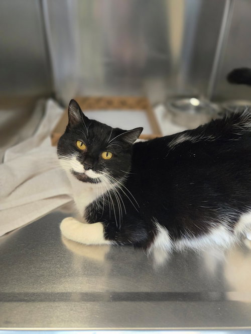 picture of the cat needing adoption