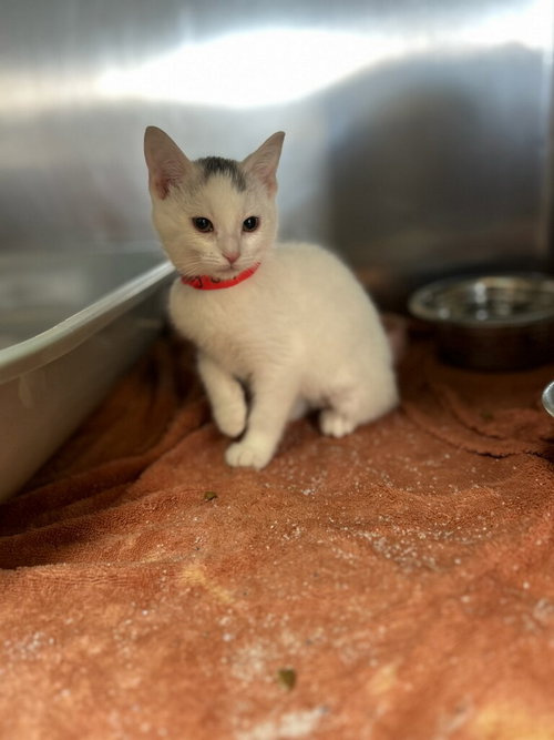 picture of the cat needing adoption