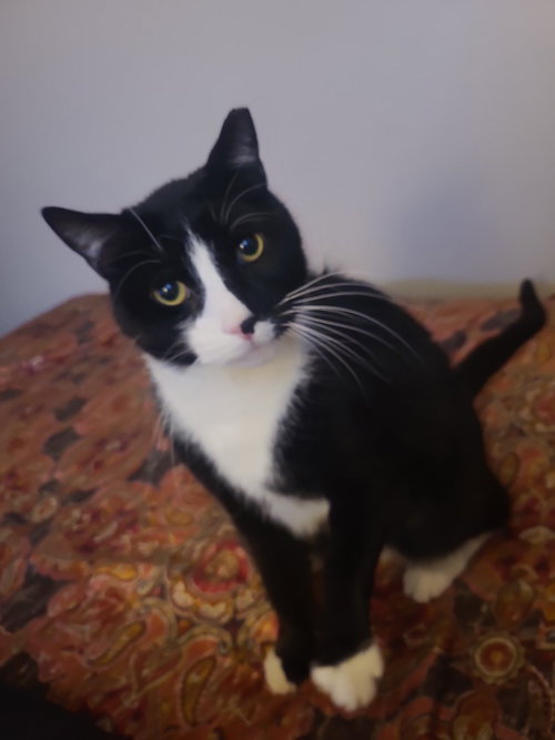 Licorice, an adoptable Domestic Short Hair in Cuyahoga Falls , OH