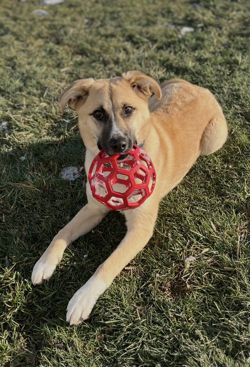 Toffee, an adoptable Anatolian Shepherd in Cuyahoga Falls , OH