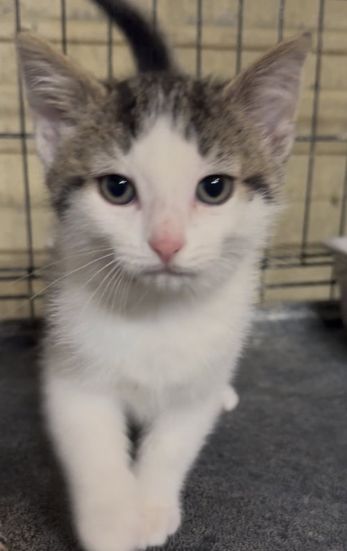Simon, an adoptable Domestic Medium Hair in Cuyahoga Falls , OH