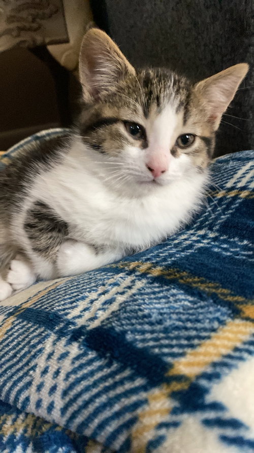 Theodore, an adoptable Domestic Short Hair in Cuyahoga Falls , OH