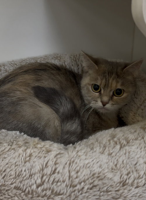 picture of the cat needing adoption