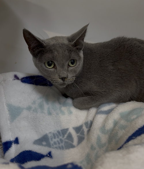 Blue, Adult Russian Blue / Mixed (short coat), cat for adoption in Warren, Ohio